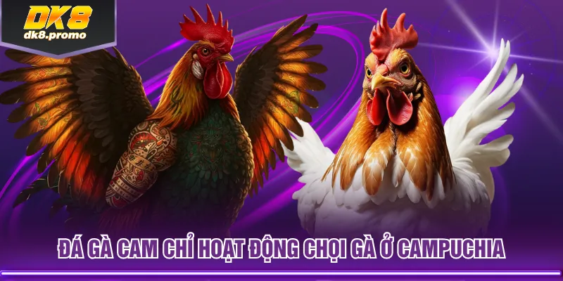 Đá gà cam chỉ hoạt động chọi gà ở Campuchia