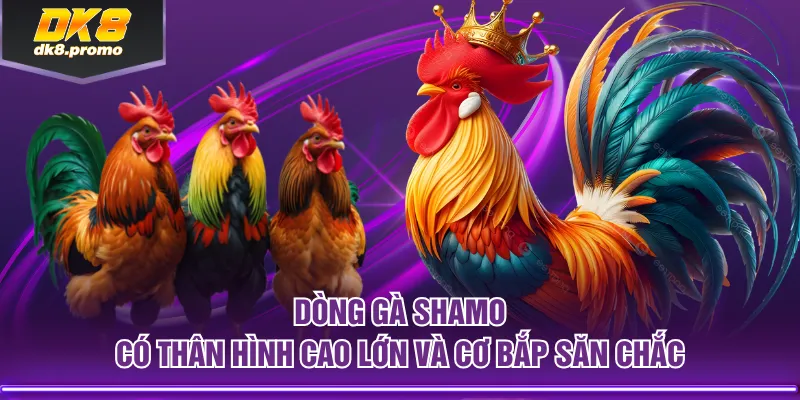 Dòng gà Shamo có thân hình cao lớn và cơ bắp săn chắc