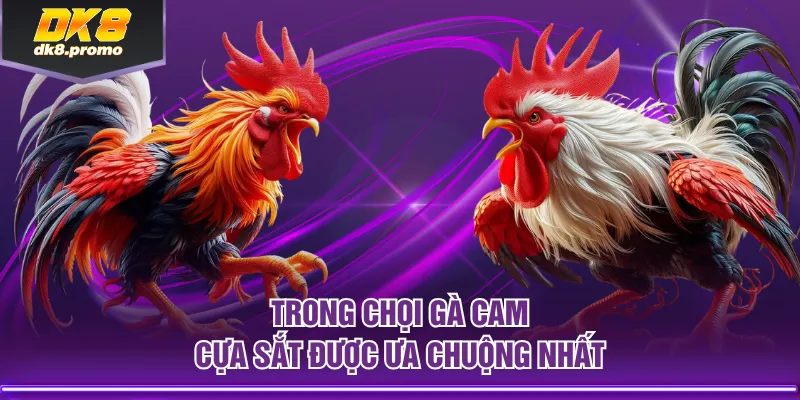Trong chọi gà cam cựa sắt được ưa chuộng nhất
